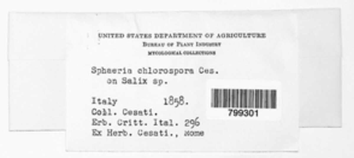 Venturia chlorospora image
